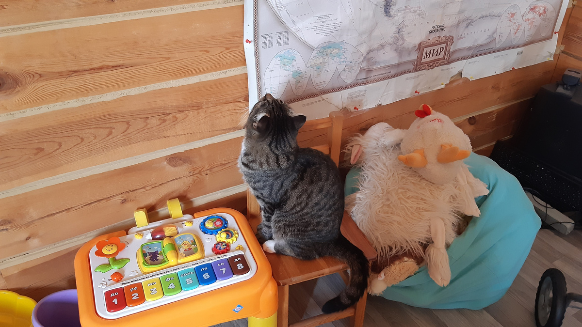 Кот тоже учится, невзирая на праздники. Вот карту изучает.