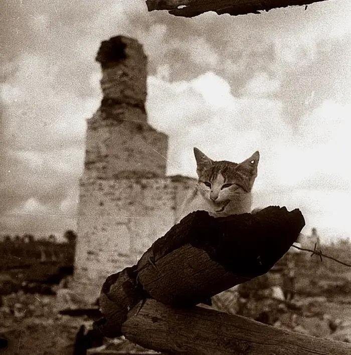 "Мирные воспоминания" Яков Рюмкин, Сталинград, 10 декабря 1942 года. Источник: photo.may9.ru Архивы сохранили снимок одной сталинградской кошки — фото сделано в разгар Сталинградской битвы.
