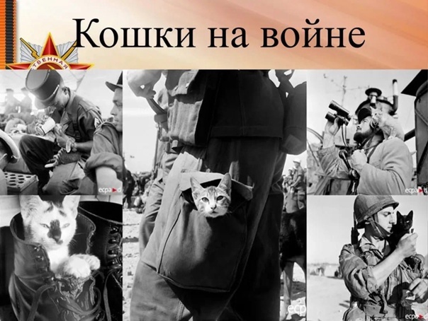 Кадры из военной хроники  Источник: https://www.vokrugsveta.ru/articles/malenkie-geroi-kak-koshki-pomogali-lyudyam-vo-vremya-velikoi-otechestvennoi-voiny-id6220383/