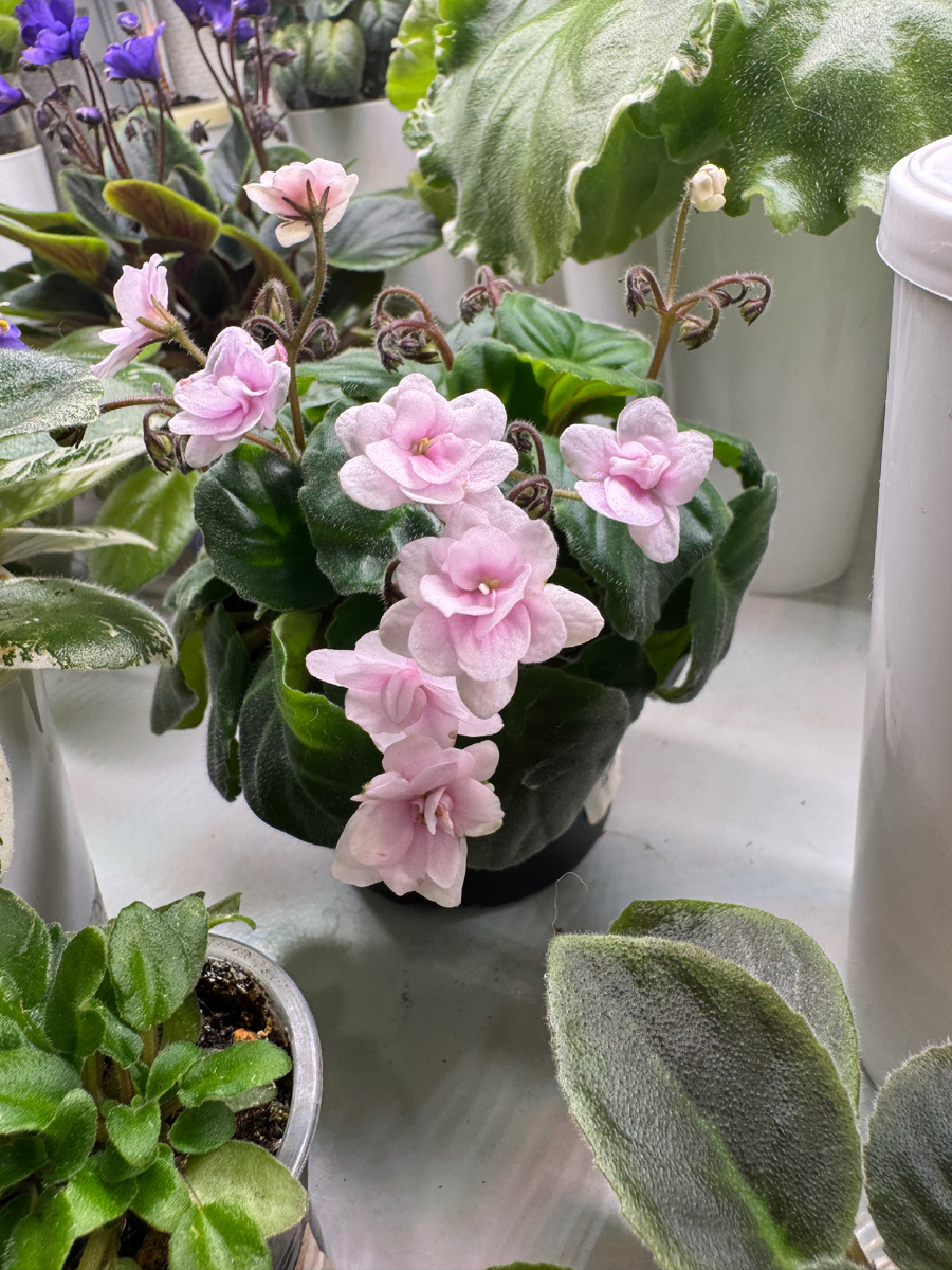 Rob’s Vanilla Trail