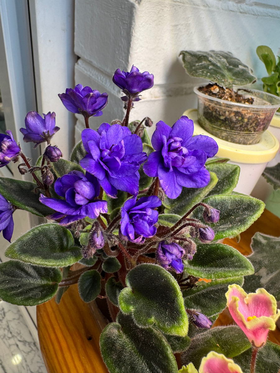 Senk’s The Sorceress