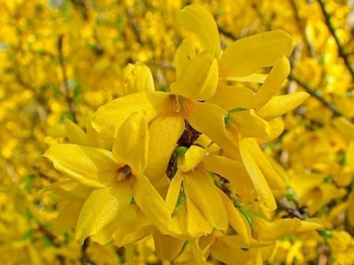 Сквозь года