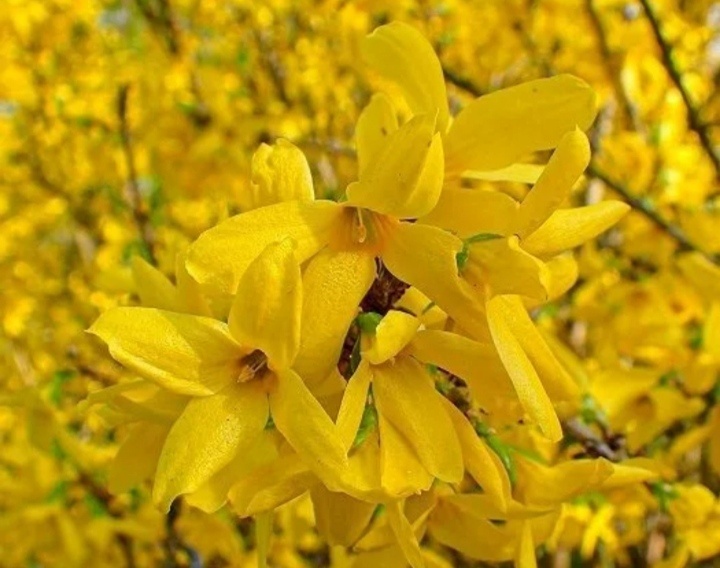 «Форсития»