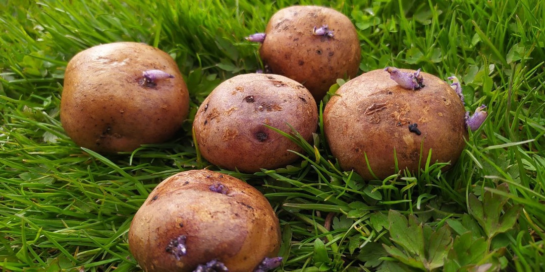 Где купить редкие народные сорта картофеля Лапоть, Синеглазку, Американку, Ермачку, Адретту, Лыковский, Унику, Сынок