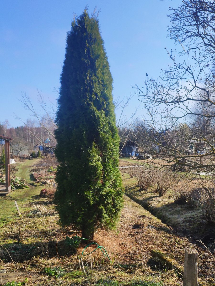 Туя Смарагд, фото автора