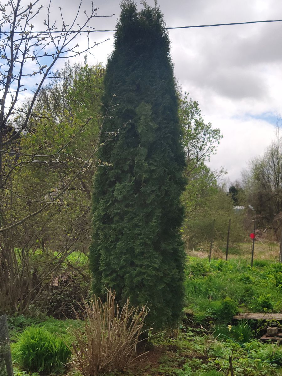 Туя Смарагд с другой стороны, фото автора