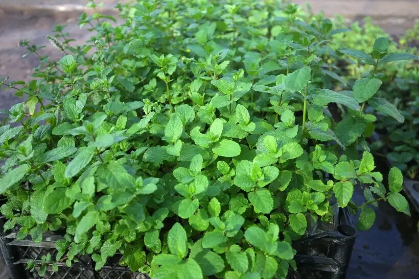     © РИА Новости. Виталий Тимкив