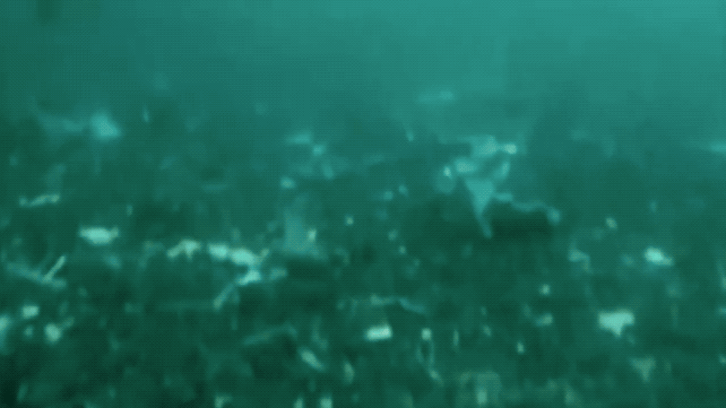 Кадры с места крушения Swissair 111 на дне океана. (Mayday)
