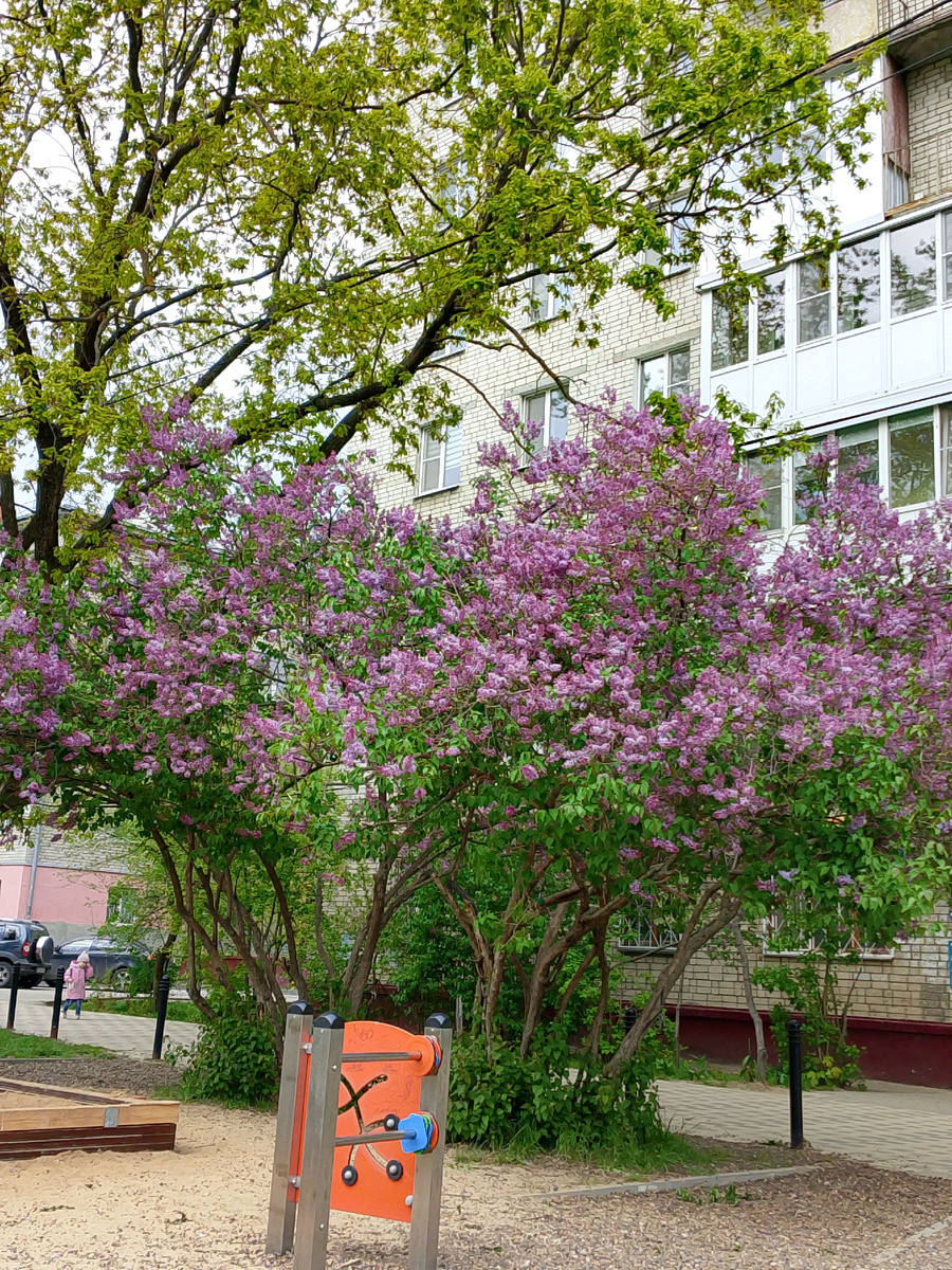 Сирень только распускается, но запах уже офигенный. 