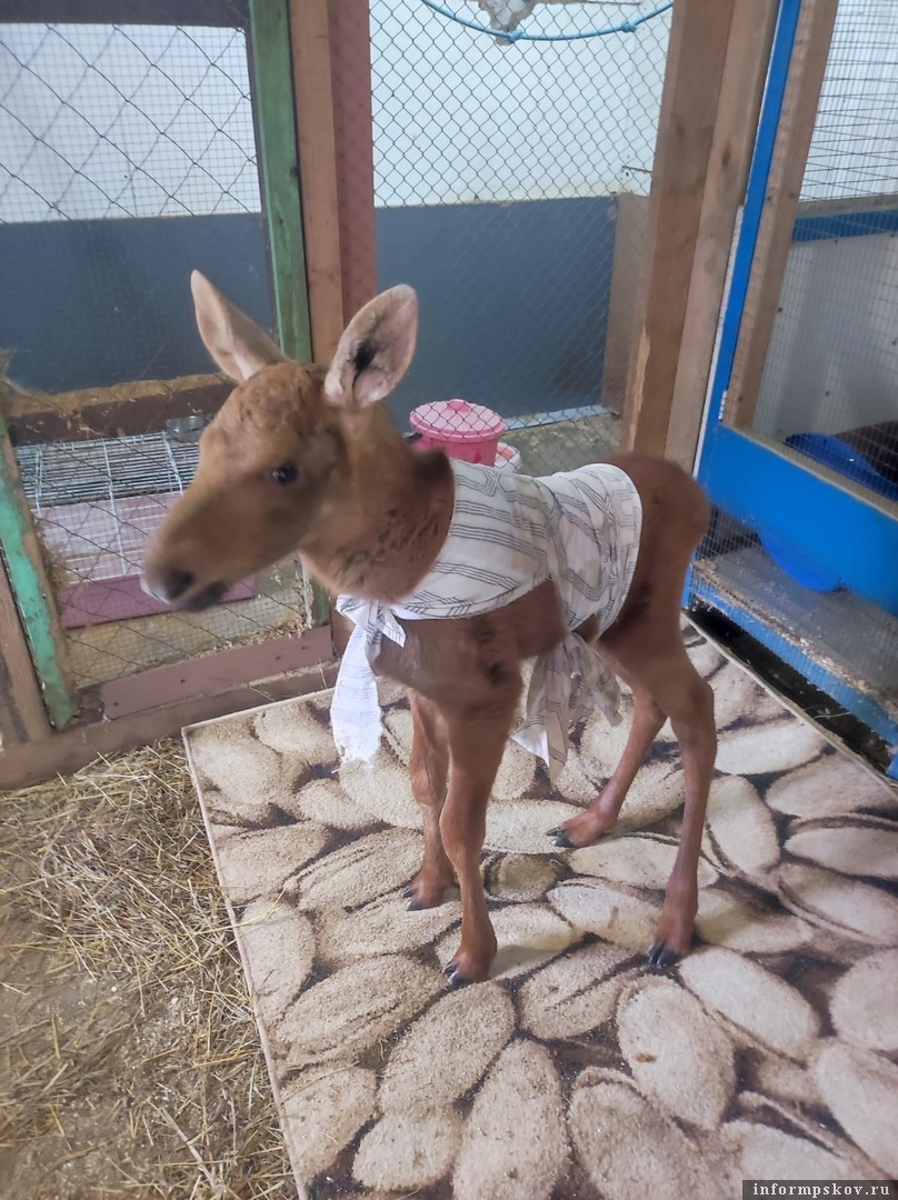 Маленький лосёнок. Фото здесь и далее: подворье «Птичий дворик»