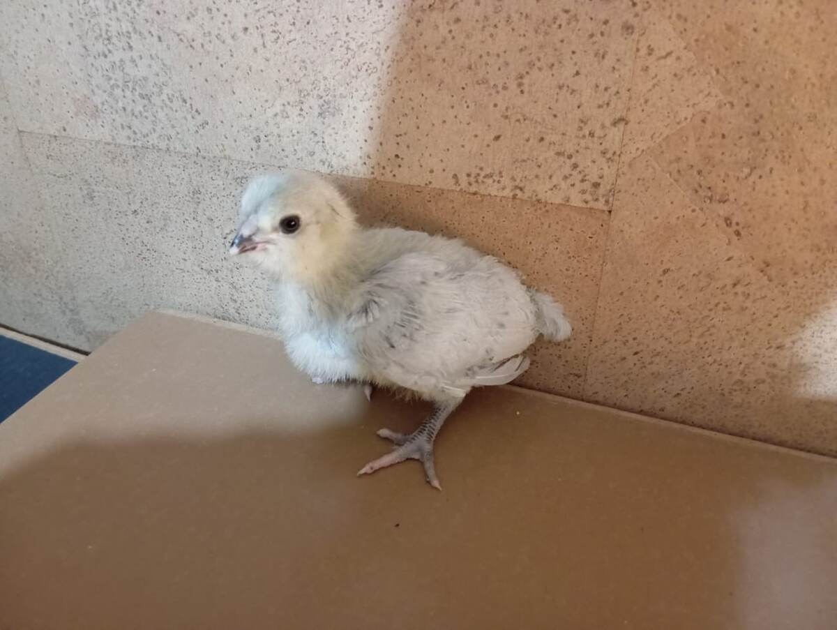 Фото моё, недельный цыплёнок америукана лаванда