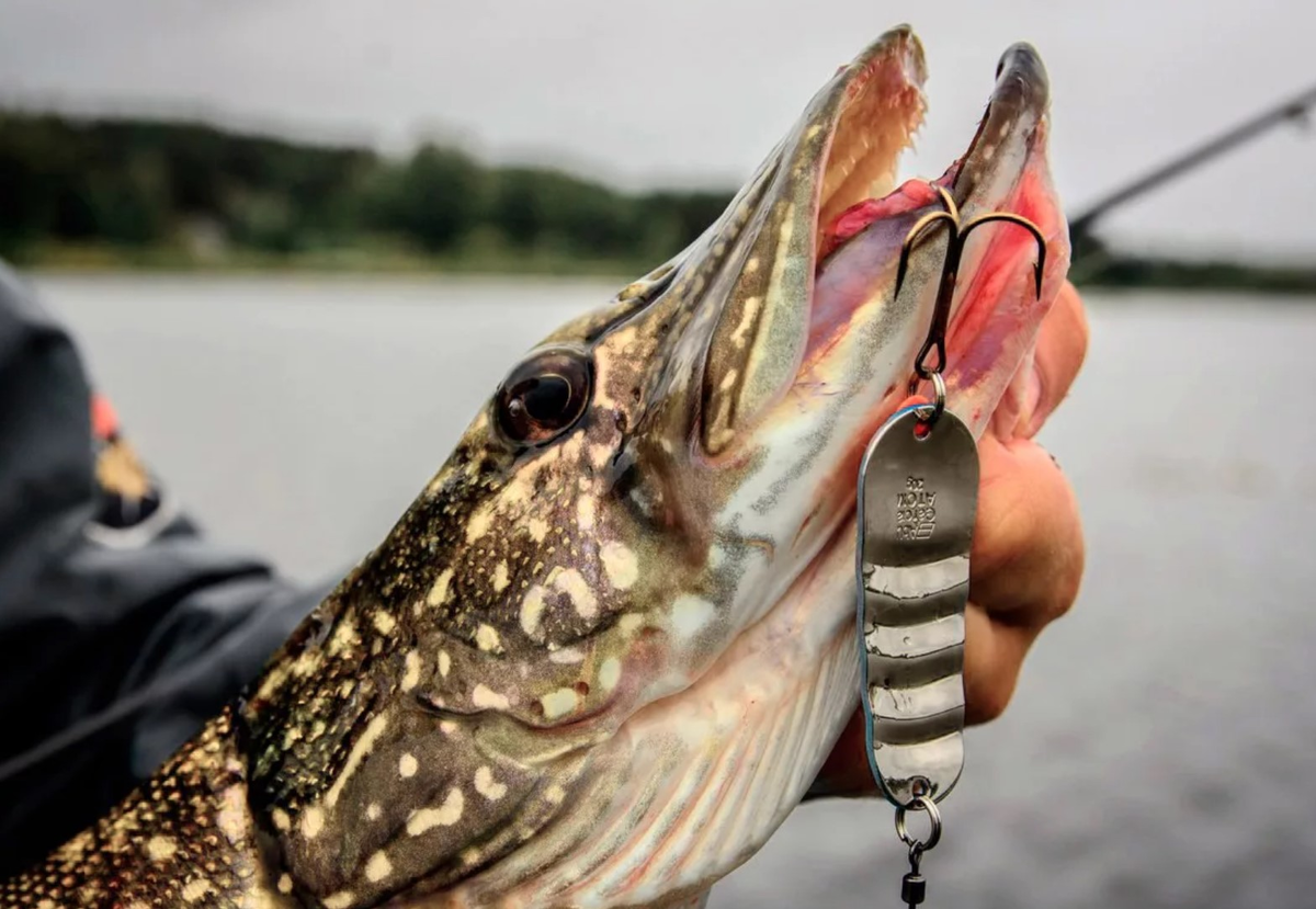 Фото с сайта: https://zaxvostom.ru/wp-content/uploads/2022/04/screenshot_40-1.jpg