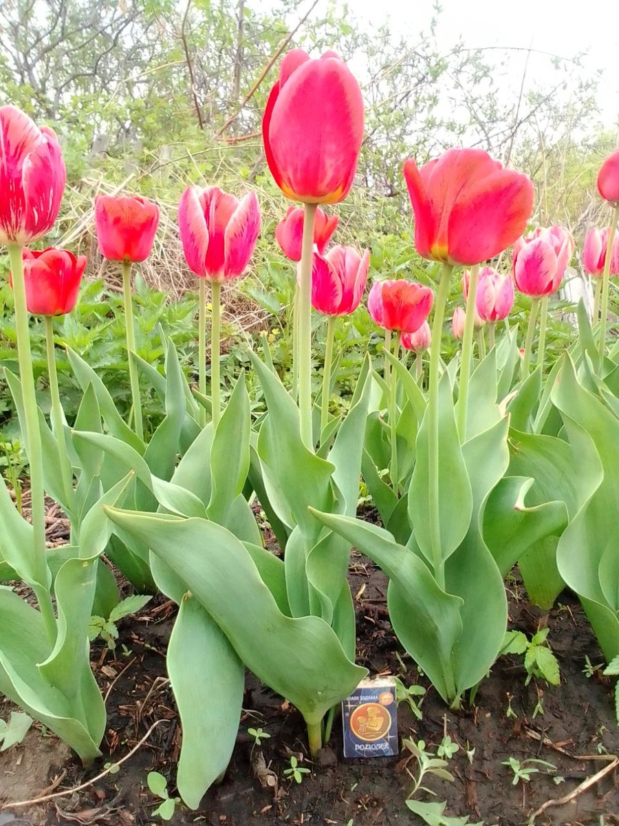 Высота спичечной коробки 5 см.