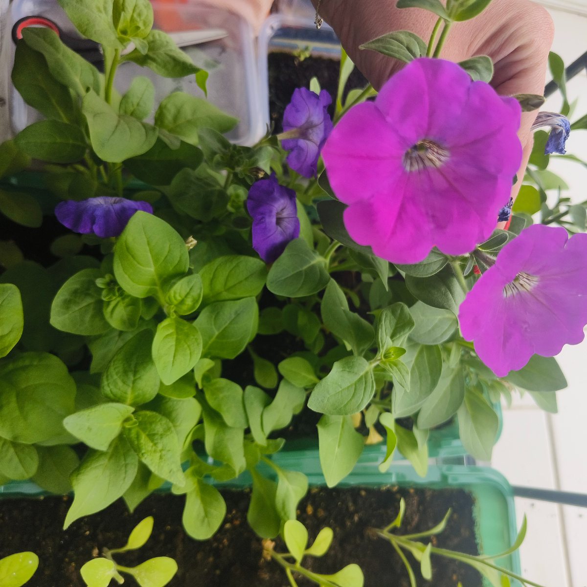 Фото автора. Петуния просится на улицу