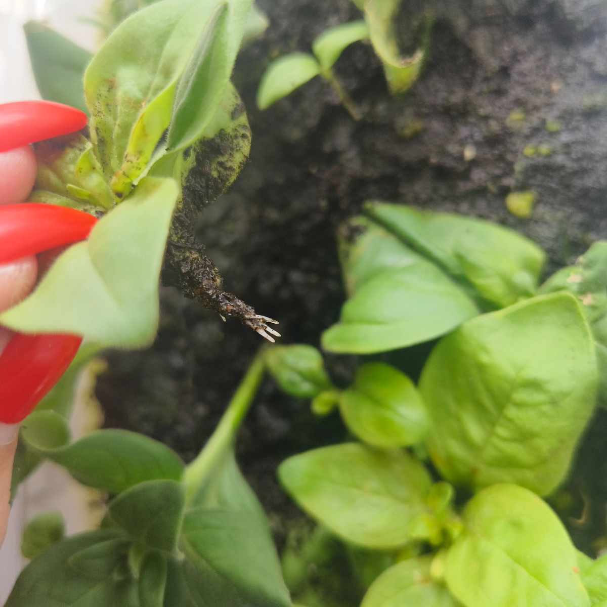 Фото автора. Черенки петунии укореняются в земле