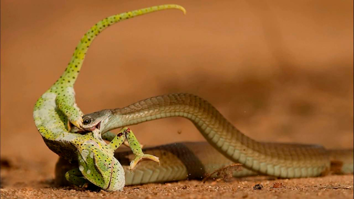 Бумсланг напал на хамелеона