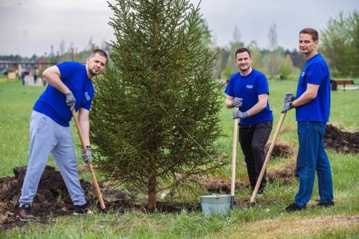    Сотрудники завода смазочных материалов высадили ели в Омске
