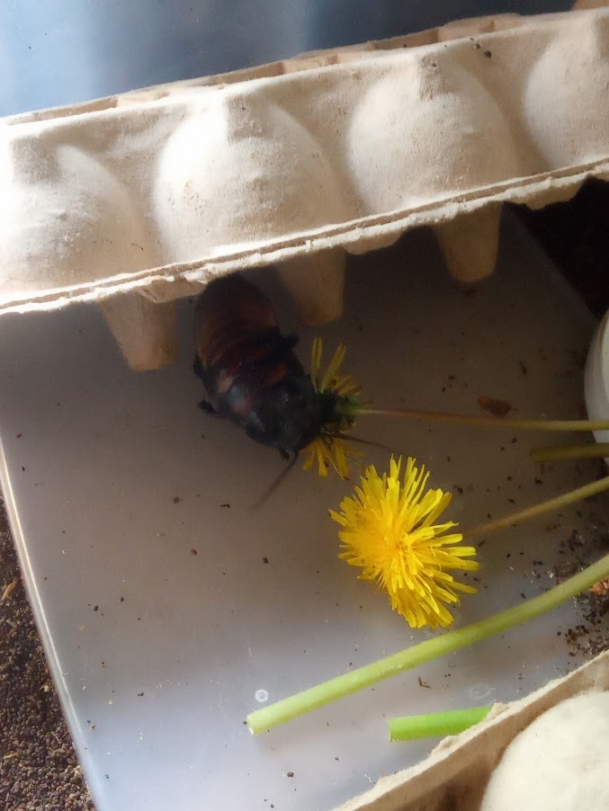 К нам случайно попал 1 мадагаскарский таракан, назвали Васей