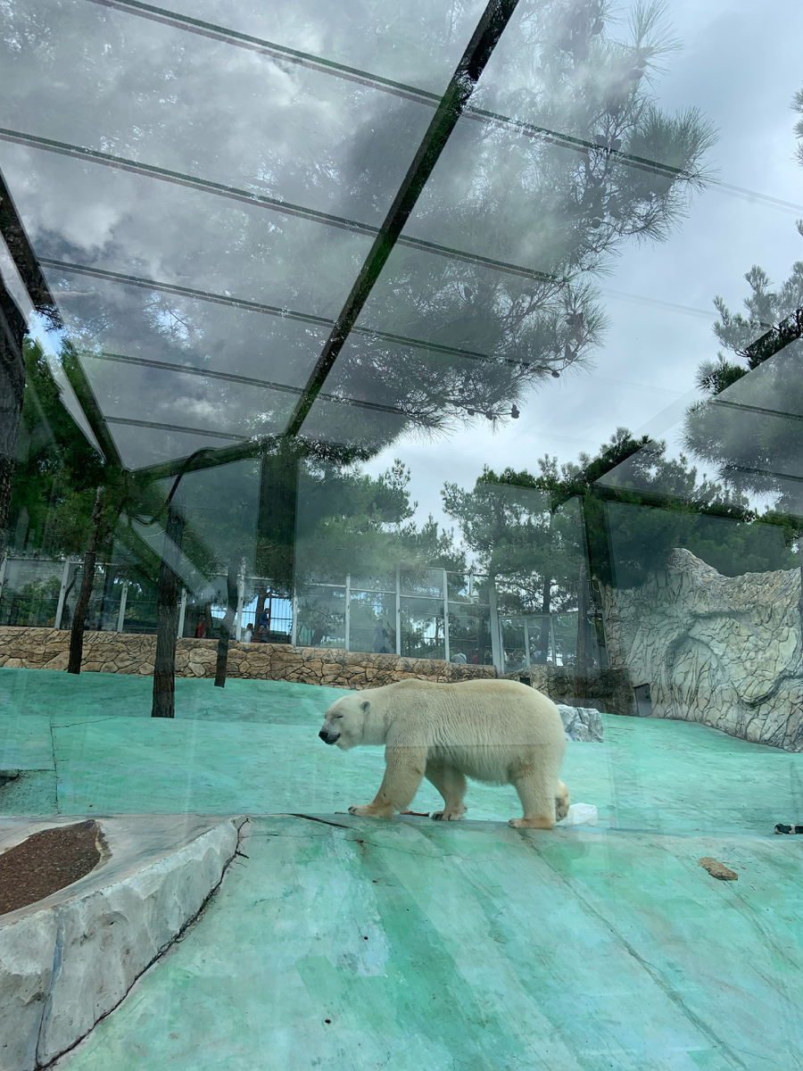 Белый медведь в Сафари парке