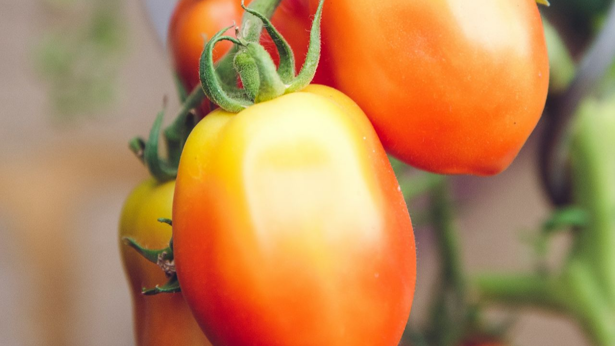 Почему ваши томаты болеют? 5 ошибок при посадке, которые губят урожай (и как их исправить)