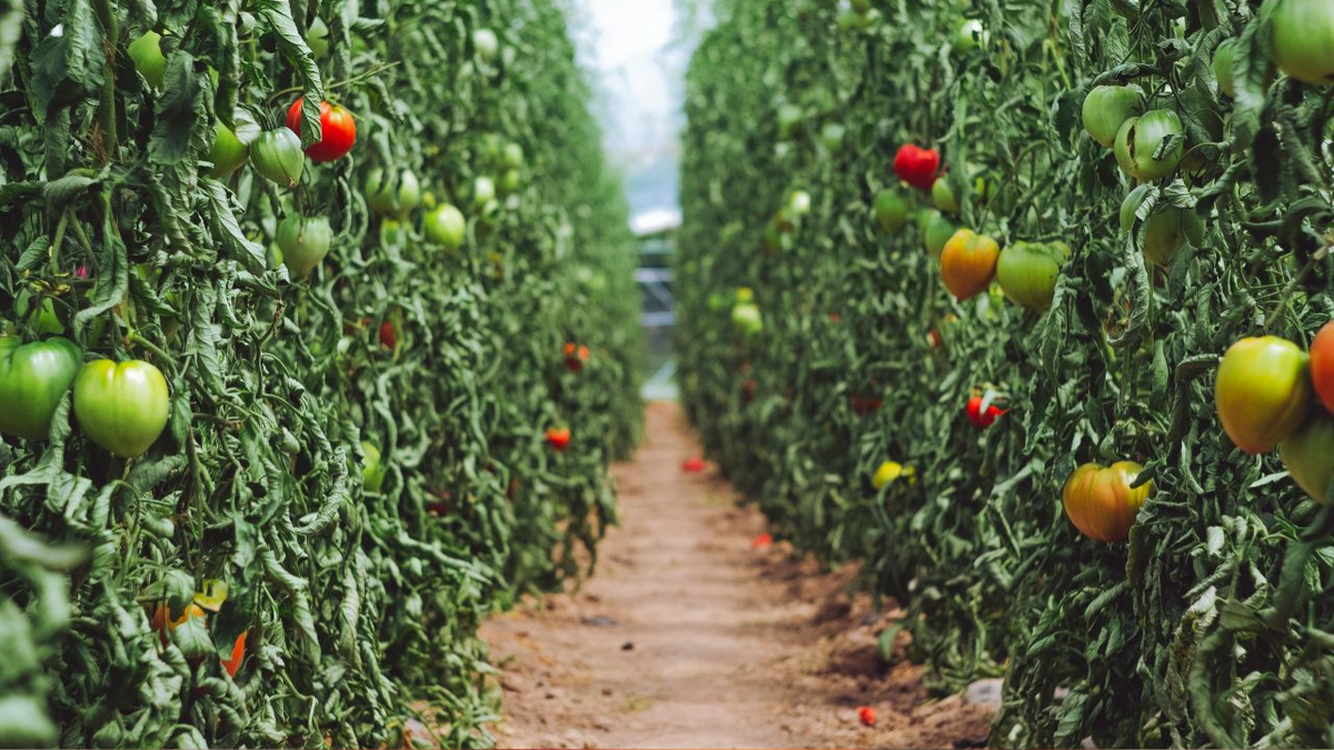 Загущенная посадка томатов