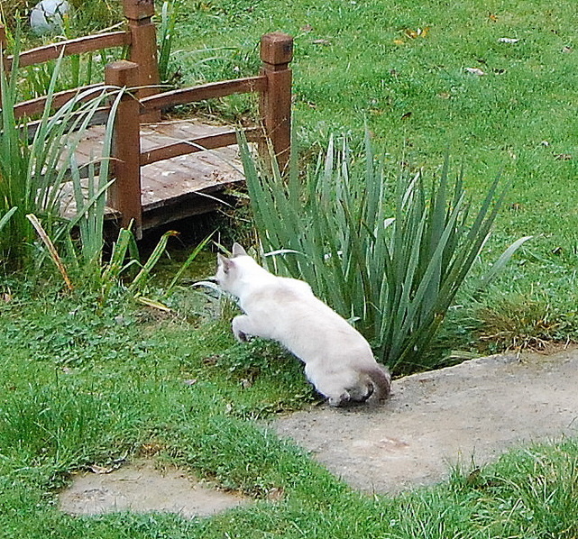 Сейчас я тебя поймаю!