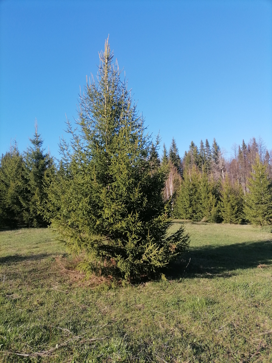 В 10 метрах от нашего дома раскинулась огромный лесной массив. Сплошняком стоят ели, березы, осины, пихты, ольха и липы. 