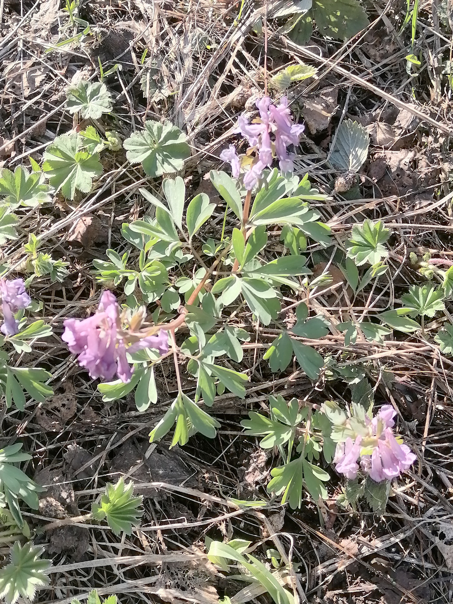 Первоцветы: хохлатка (ветреница) лесная. Растение занесено в Красную книгу. Это клубневое растение. При сборе цветов в букеты клубень легко выдергивается из земли. По этой причине растение быстро исчезает. 