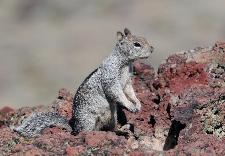 Otospermophilus beecheyi