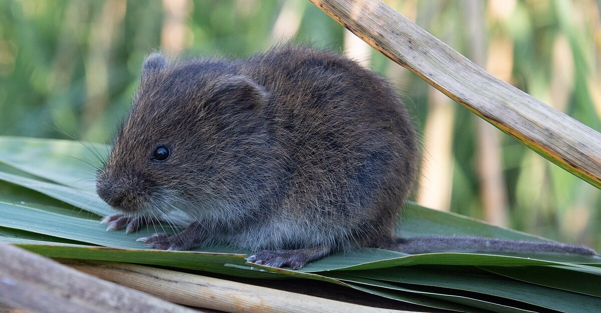Microtus californicus