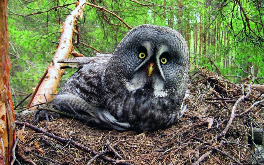 Бородатая неясыть на гнезде. Фото из отркрытых источников.