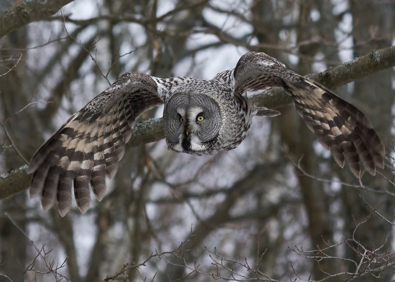 Бородатая неясыть - одна из самых агрессивных сов, активно защищающая свои гнёзда. Фото из открытых источников