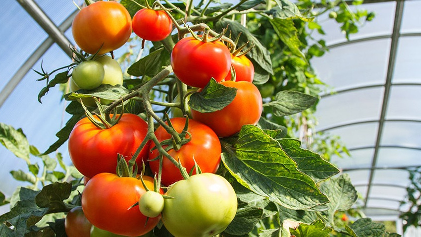 Результат обработки томатов народными средствами