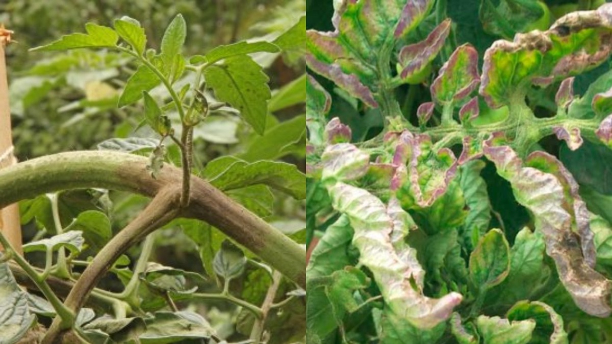 Так выглядит фитофтора на разных стадиях развития.