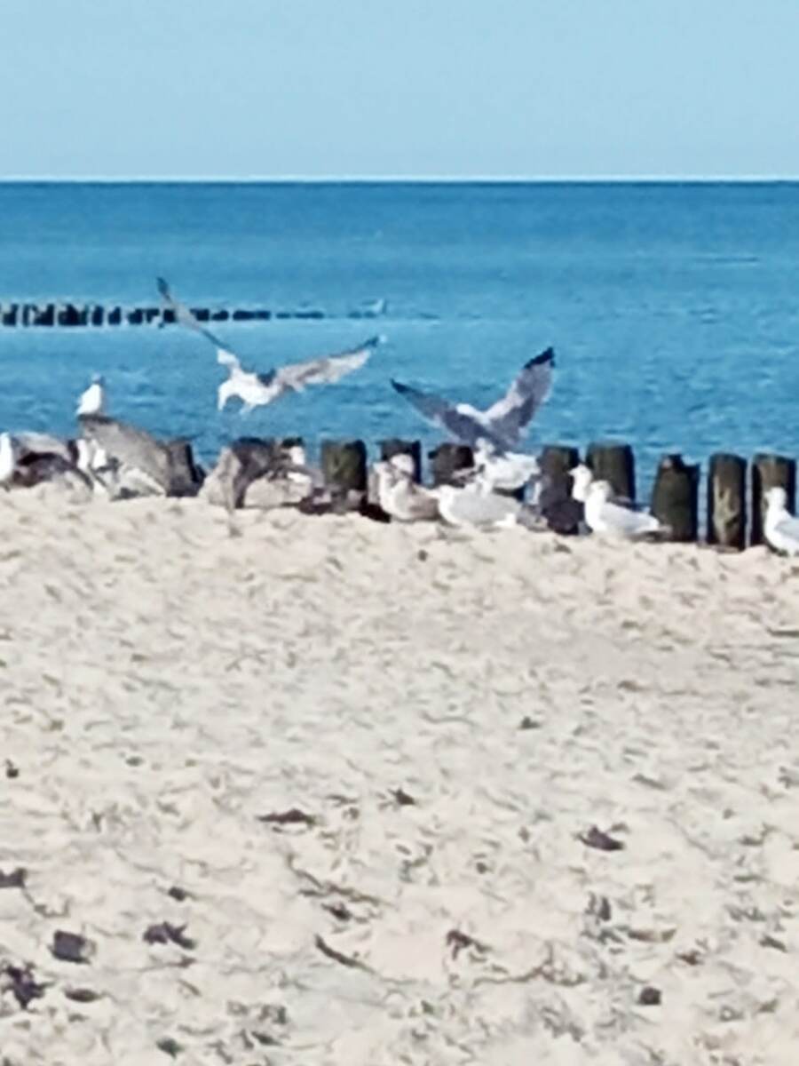 На Балтике. Фото автора. 