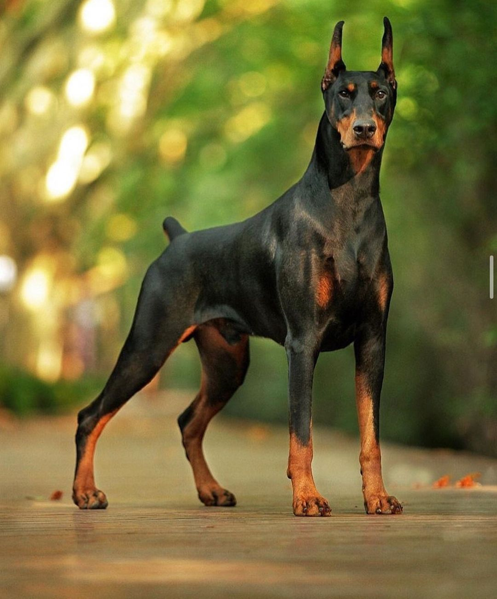 Доберман в своей привычной стойки