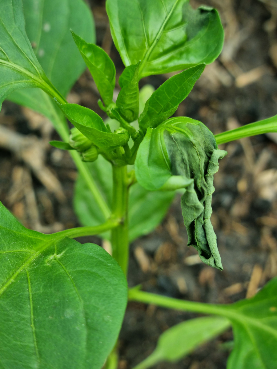 Болгарский перец уже "на бутоне" . Потерял пару листьев. Прорвёмся! 
