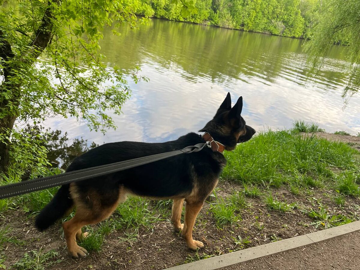 Раньше я часто вставал среди ночи — вдруг всё изменится, вдруг меня позовут обратно… Сейчас я сплю крепко. Утром нас ждёт прогулка, потом я лежу рядом, когда хозяйка пьёт кофе. А если дождь — ничего, можно просто сидеть у окна. Теперь я знаю, что всё хорошо.