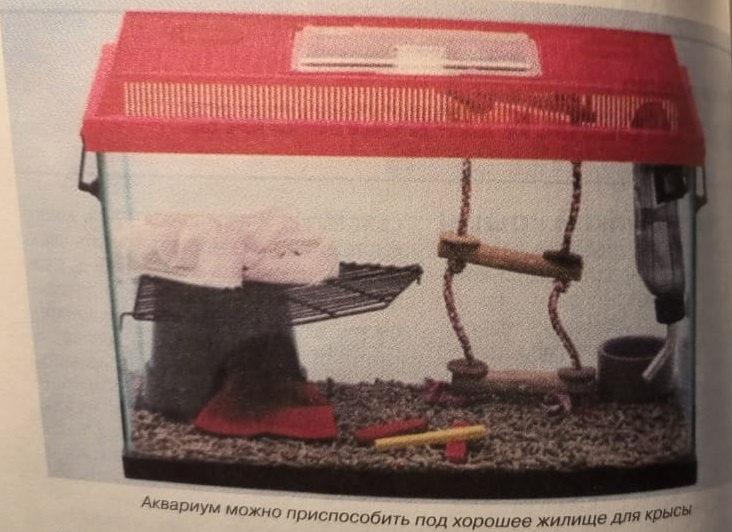 (с) 30 игр и упражнений для ВАШЕЙ КРЫСЫ, Д.Баксис и Б.Самервиль.