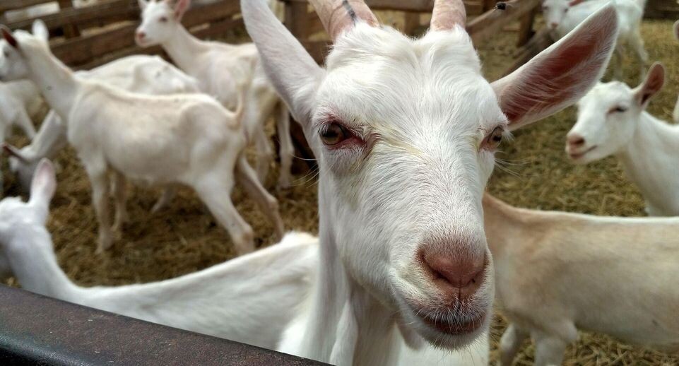    РИА «Новости»