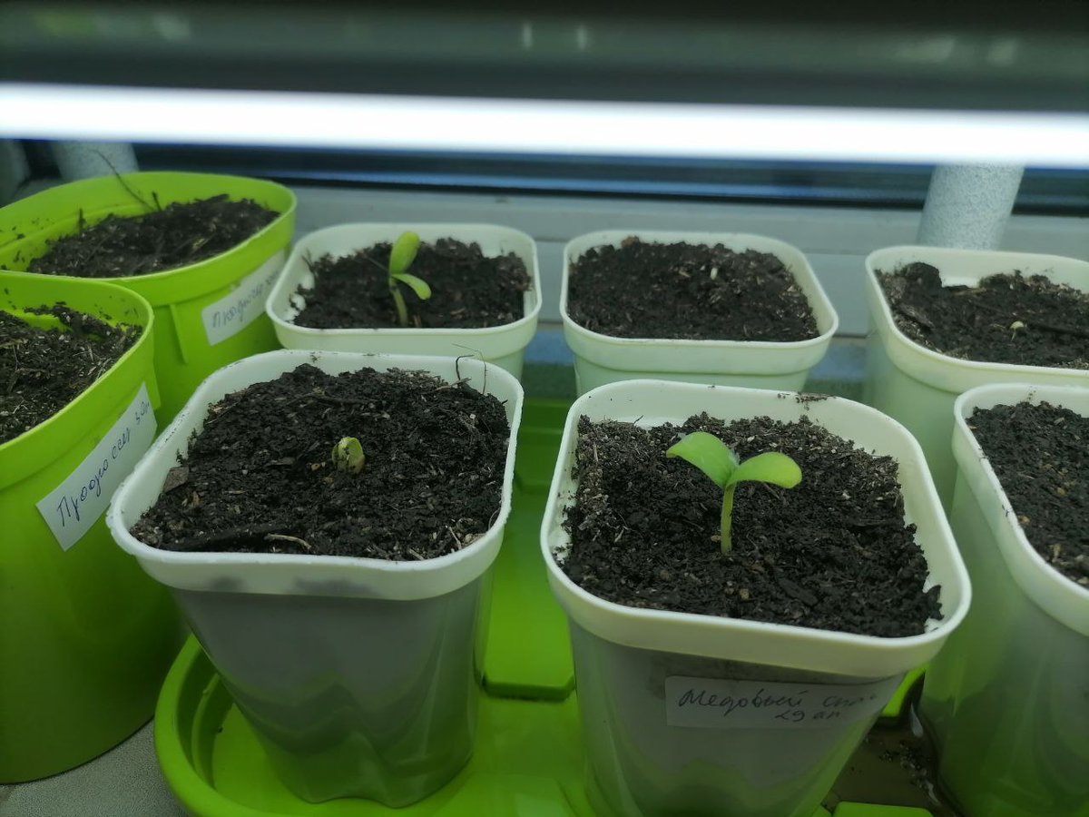 Всходят дыни, огурцы, арбузы, фото автора