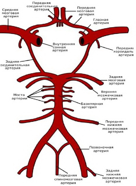 Базилярная артерия в середине рисунка. Она снабжает кровью жизненно важные участки мозга.