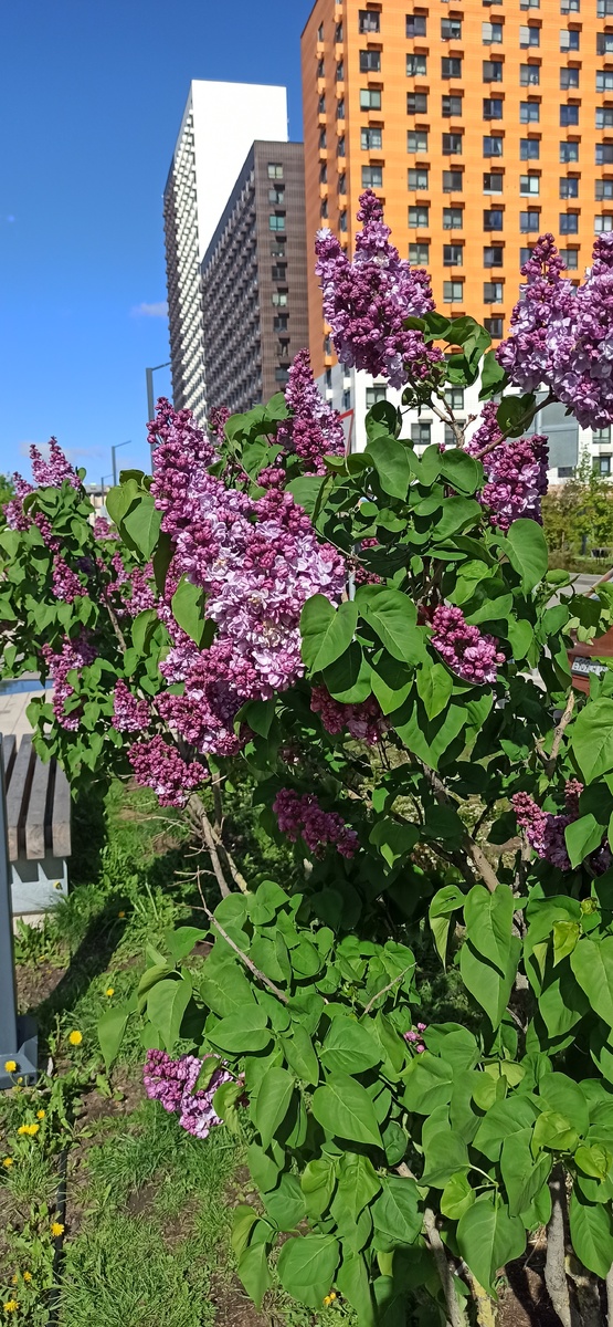 Сирень весенняя