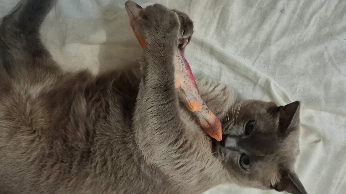 Мой кот Ричи