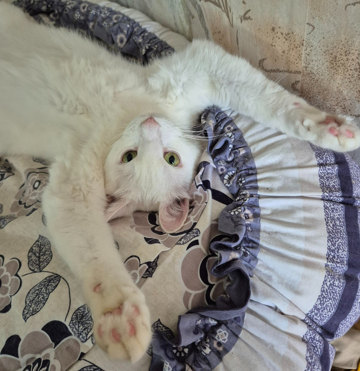 Мой кот Билли