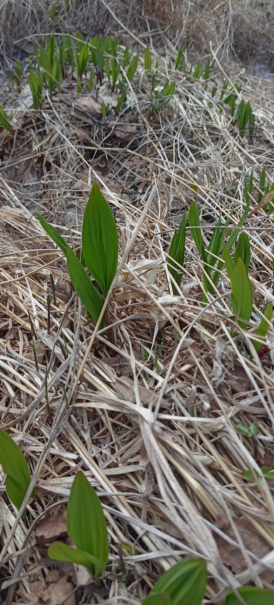 Черемша кладезь витаминов
