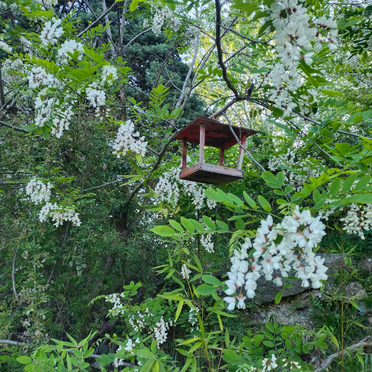 Белая акация цветет. Фото от Аллы