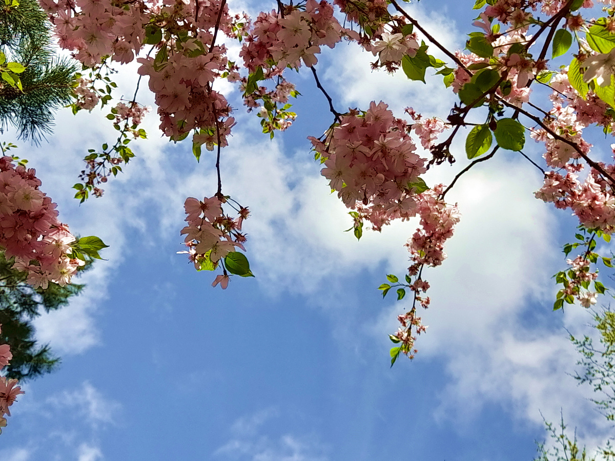 Сакура. Фото автора