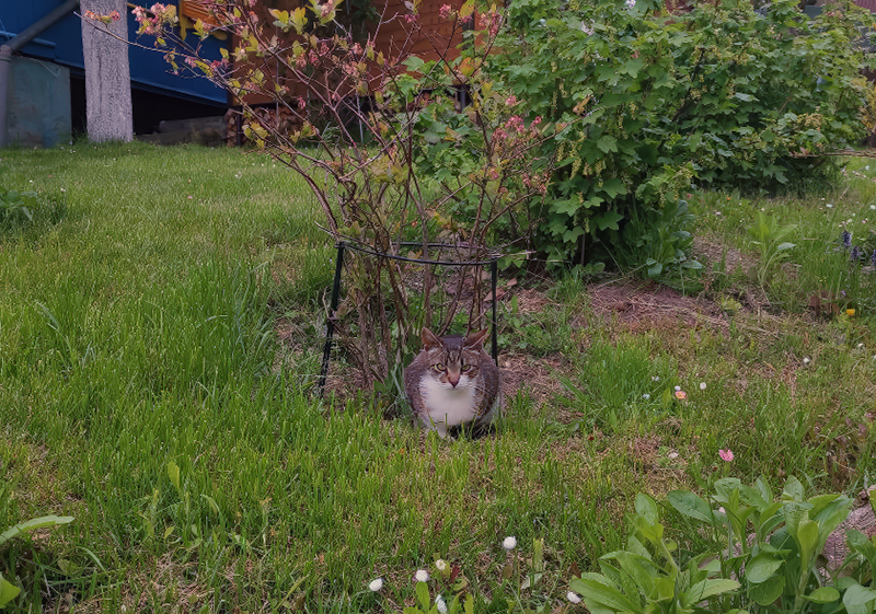 Месяцев семь на вид котику. Уже не такой истощенный, как десять дней назад