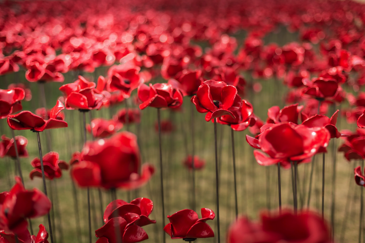 В британской культуре красный мак (poppy) имеет особое значение — это универсальный символ памяти о погибших в войнах.
